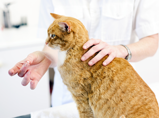 Vermifuger son chat